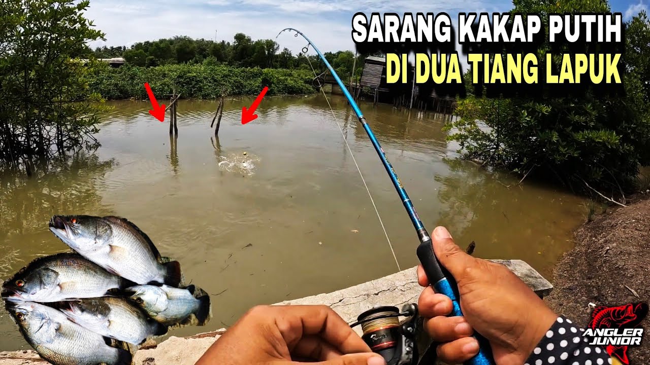 SARANG KAKAP PUTIH DI DUA TIANG LAPUK