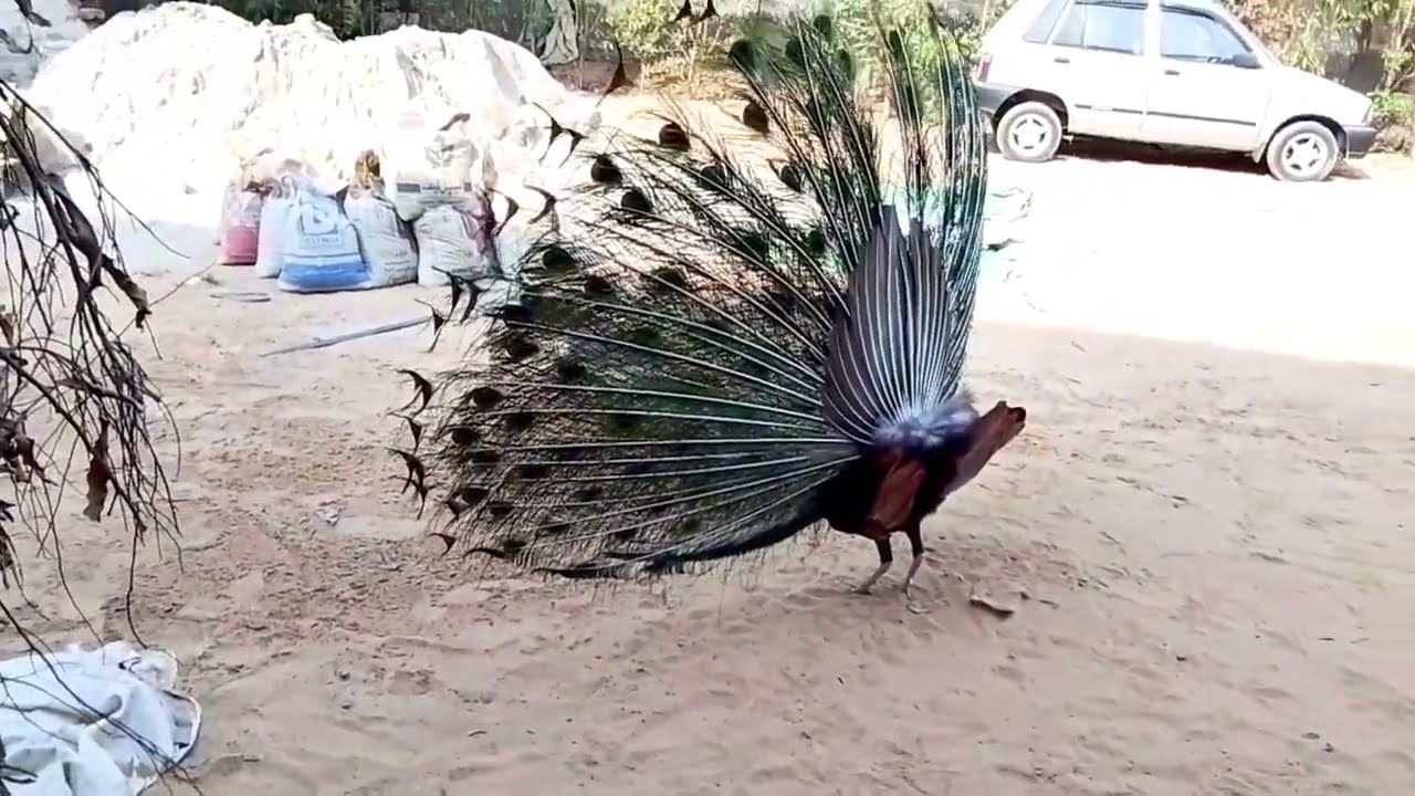 Beautiful Peacock Spreading Feathers | Stunning Peacock Dance in Village | Nature Short Video