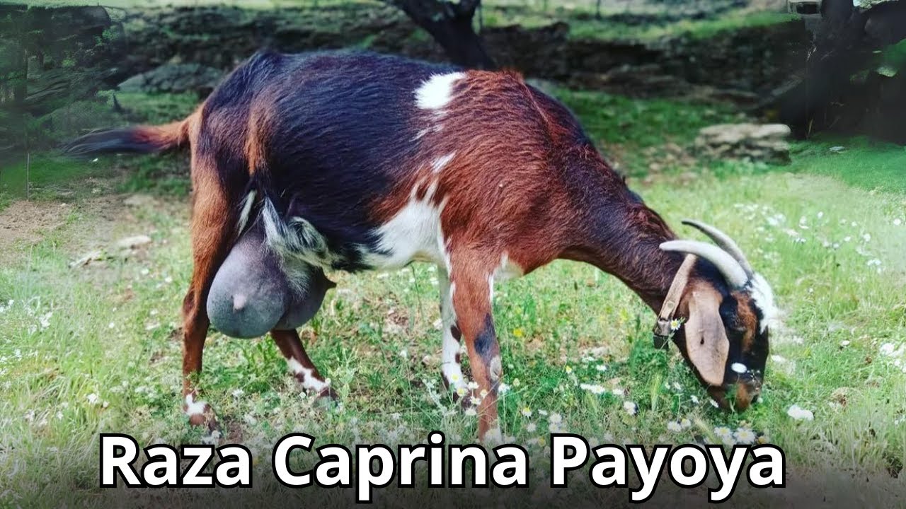 Raza de Cabra Payoya: Patrimonio Ganadero de España y Guardiana del Medio Ambiente.