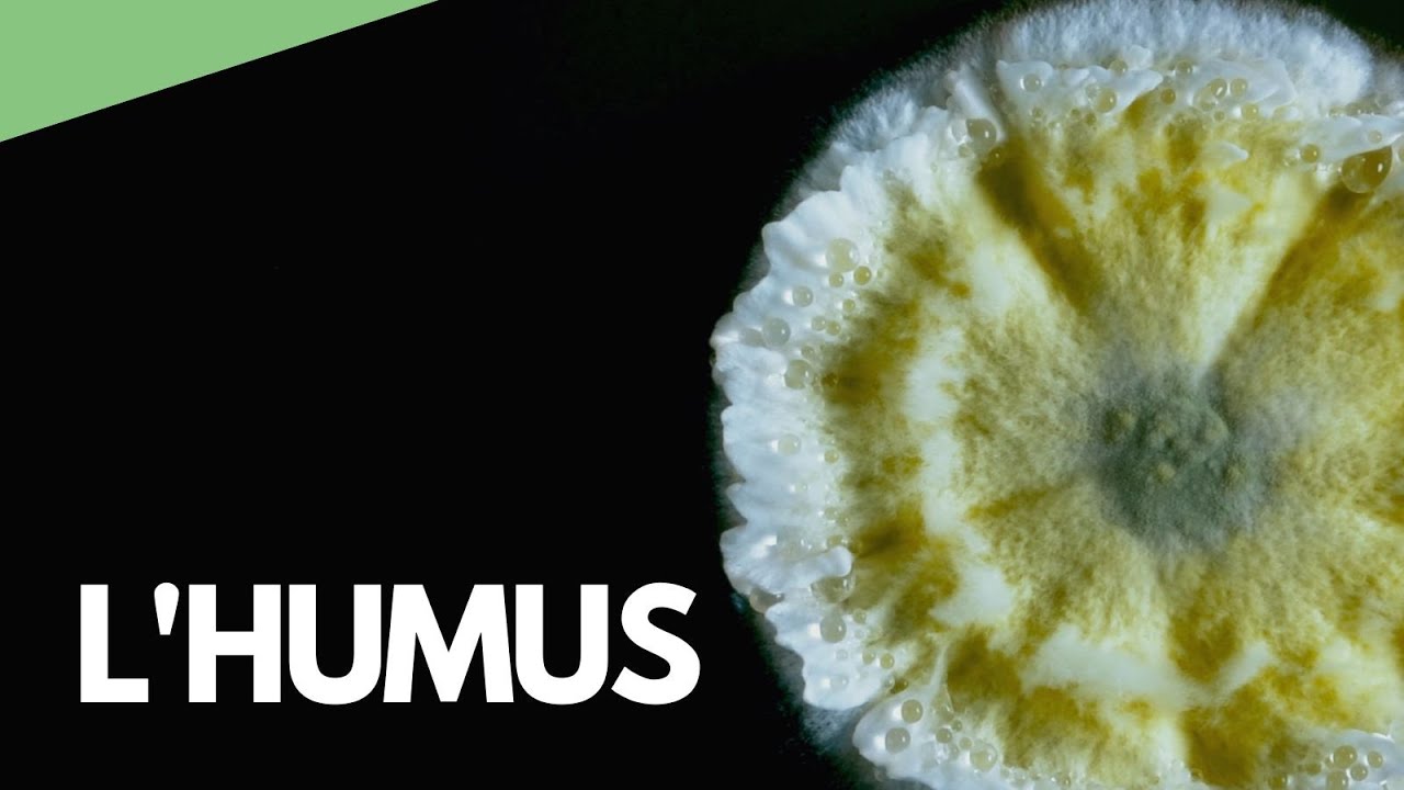Terra - La composition de l'humus