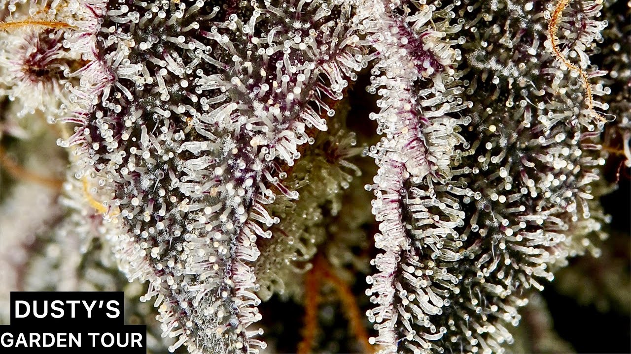 Harvest day in DUSTY&rsquo;S Garden | LUXX 860 PRO XR | Cherry Tropicana Creamsicle #4