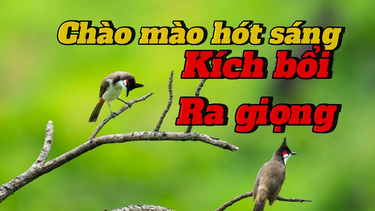 chào mào hót sáng dìu chim lên lửa | luyện chim bổi hót
