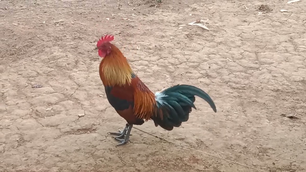 tsom qaib dib rau peb saib ua ke nawb( gà rừng sông mã,)