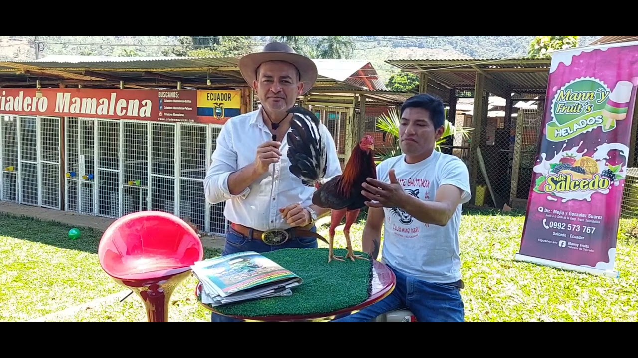 Edwin Jarrin castador y criador de Ecuador,  video suministrado por  Luis Fernando ..