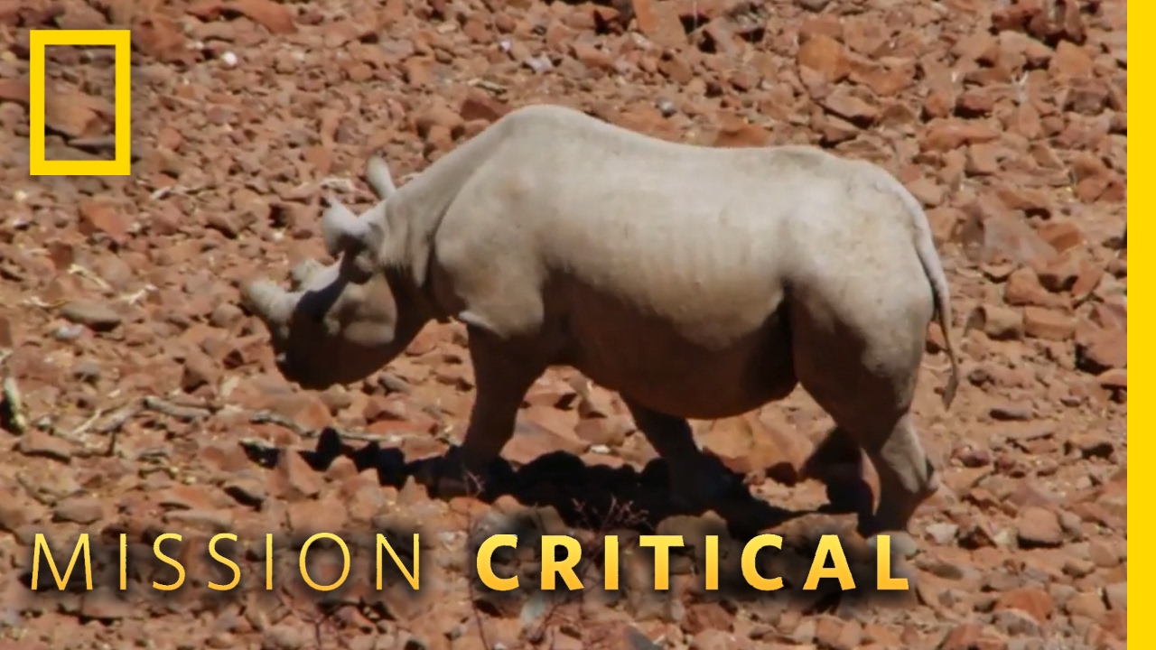 Защита чёрных носорогов | Миссия &laquo;Критическая&raquo;
