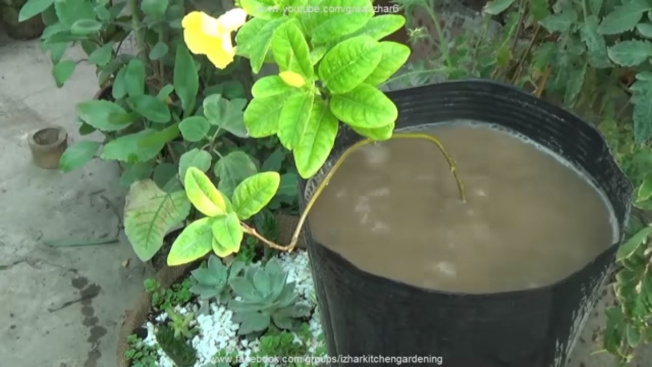 How to Care Allamanda Plant 🌼 | Yellow Summer Flowering Plants Care Guide