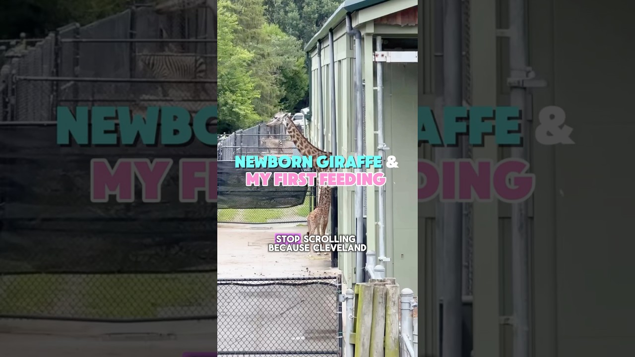 Cleveland Metroparks Zoo just welcomed a newborn giraffe calf! 🦒 #cleveland #giraffe