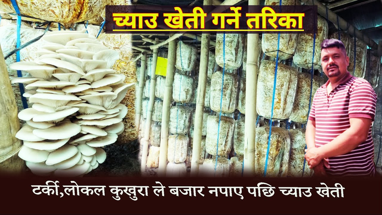 टर्की,लोकल कुखुरा ले बजार नपाए पछि च्याउ खेती || च्याउ खेती गर्ने तरिका||Mushroom Farm In Nepal EP09
