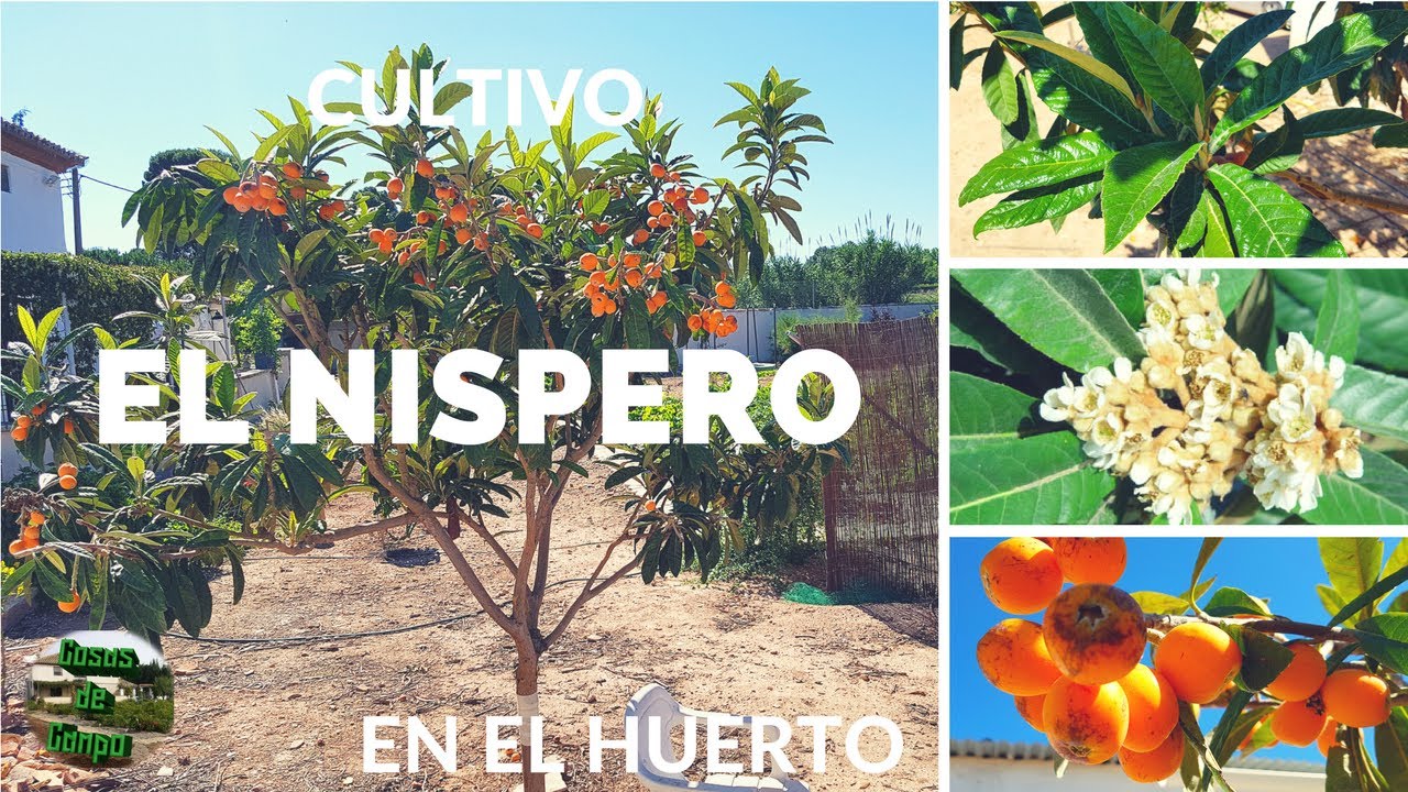 Cultivo del nispero en el huerto