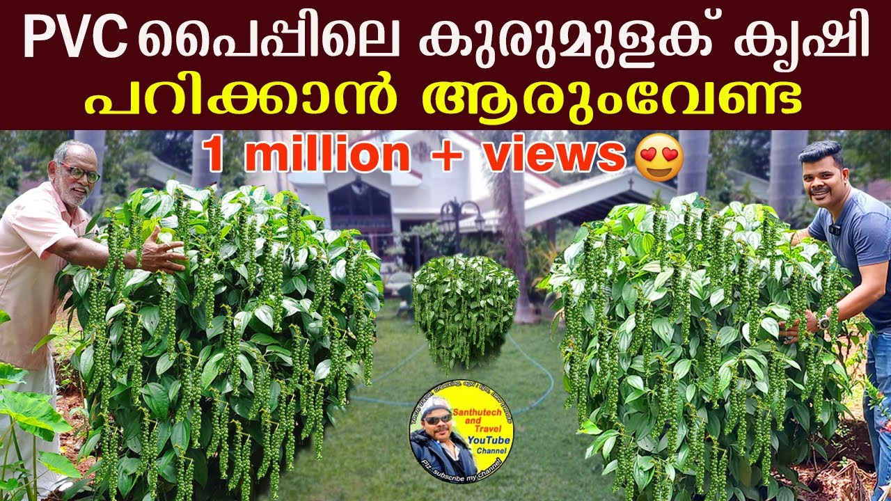മുറ്റത്തുനിന്നും പണം വാരിയെടുക്കാം 👍🏻 | pepper_cultivation