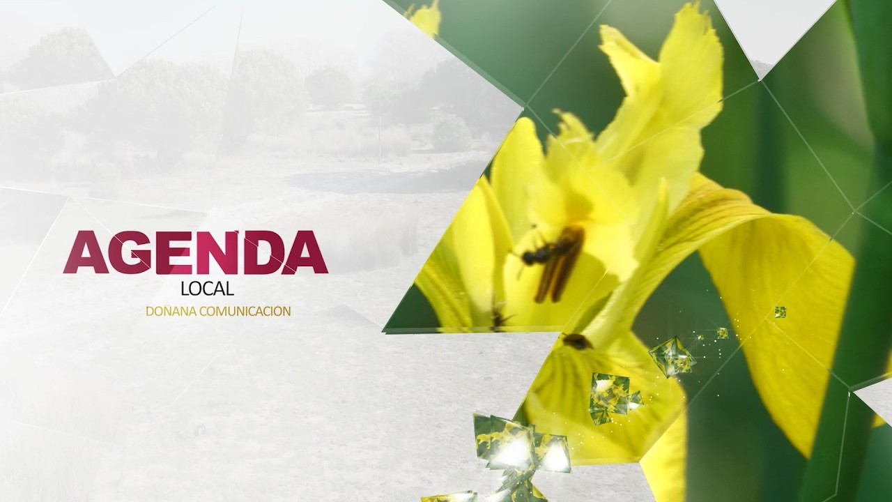 Agenda Local 19-2-26