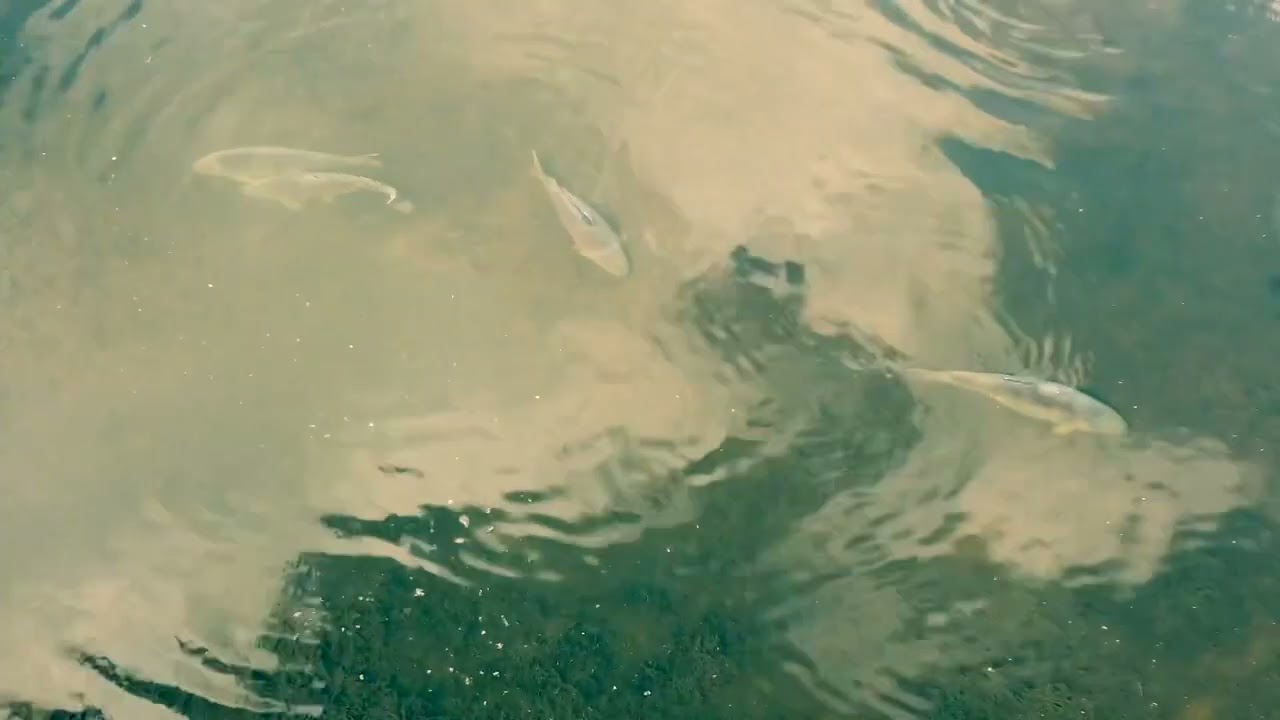 Dji mini 2 Welsh carp