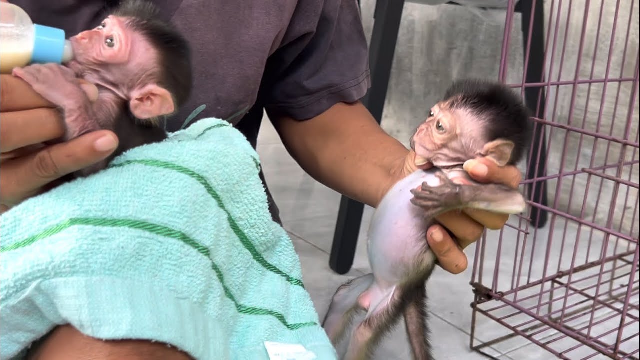 Wini's baby monkey's hand is injured and swollen after being treated for 2 weeks