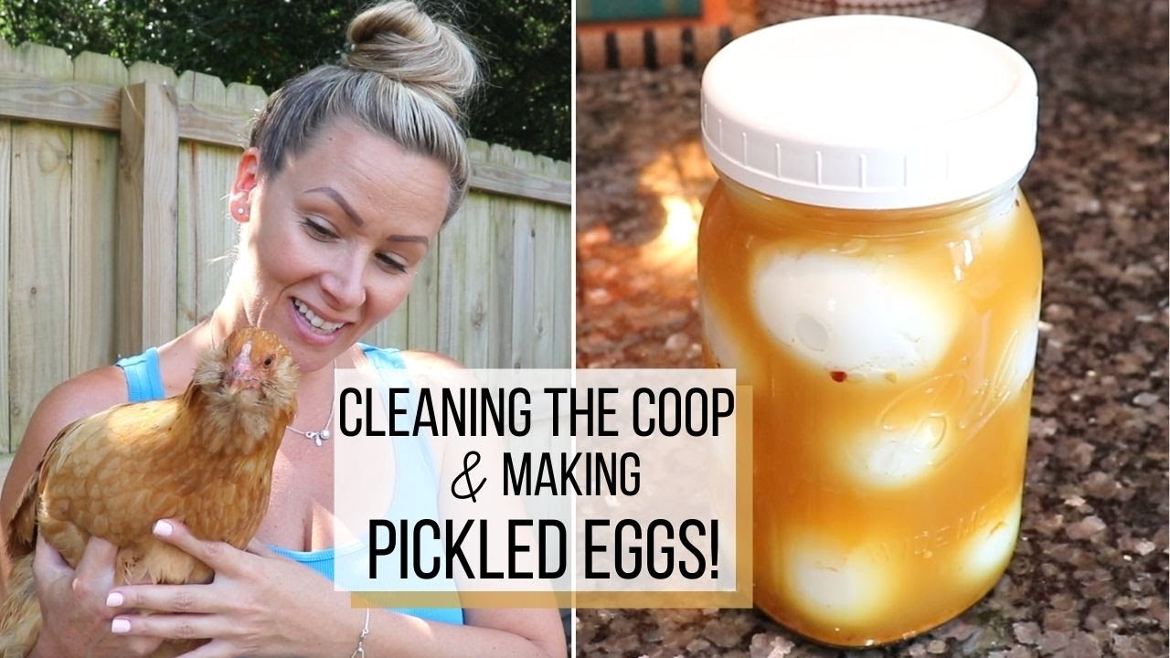 Cleaning the Chicken Coop! 🐓 || Plus an EASY Pickled Egg Recipe for YOU!