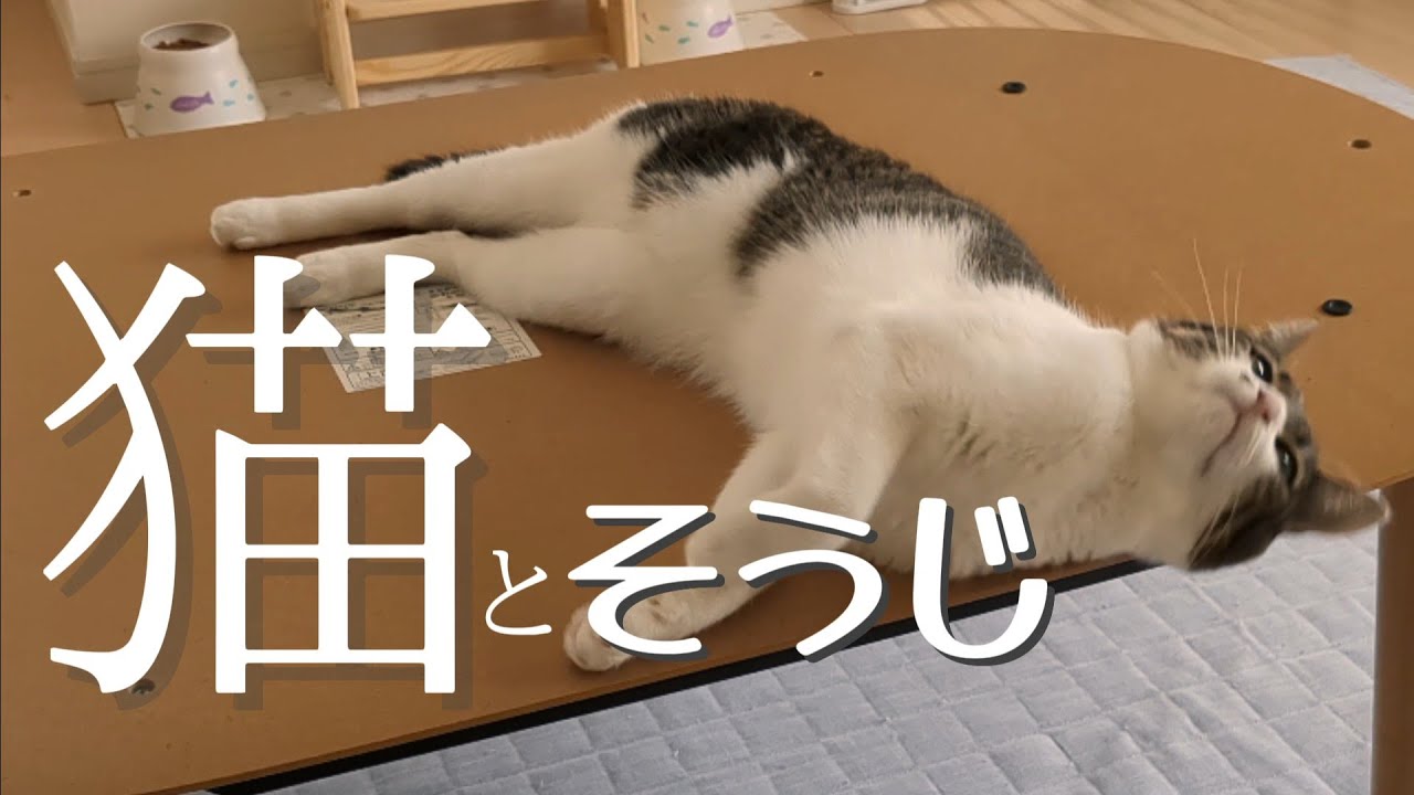 【関西弁でしゃべる猫】猫がいたら掃除は諦めましょう！
