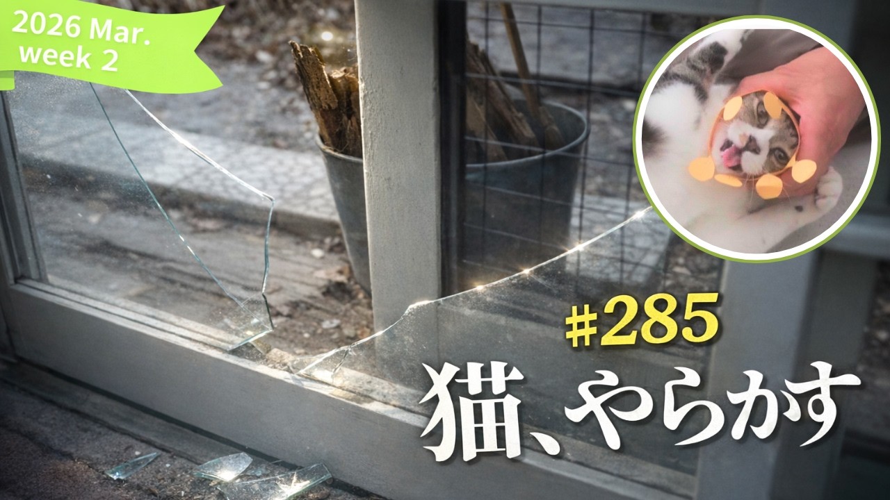 雪から春へ｜猫が割ったガラスを直す、小屋暮らしの静かな朝［vol.285］