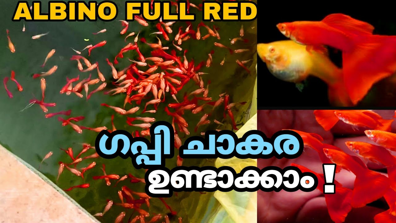 guppy breeding/albino full red guppy caring/guppy bulk breeding/ guppy fish breeding/guppy Fry care