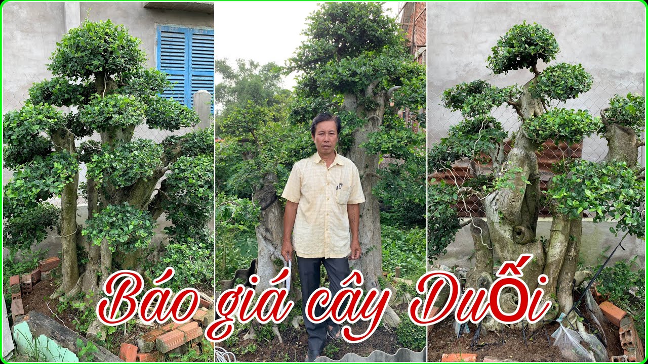 Hỏi giá Cây Duối Đẹp tại Ba Tri Bến Tre