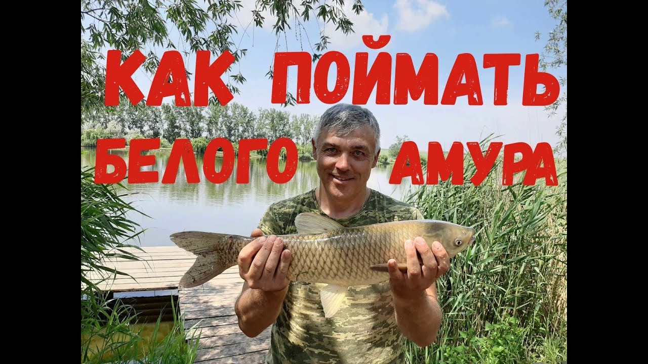 Ловля белого амура / Рыбалка 01.06.2019