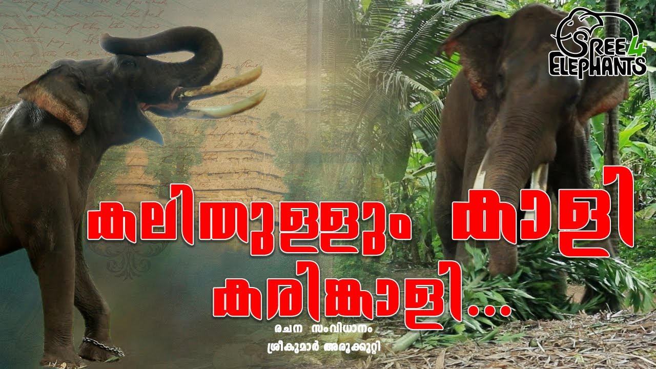 ഏഷ്യാ വൻകരയിലെ ഉയരക്കേമൻ ഉറഞ്ഞുതുള്ളുന്ന മദപ്പാട് കാലം..! One of Asia's mightiest tuskers in musth