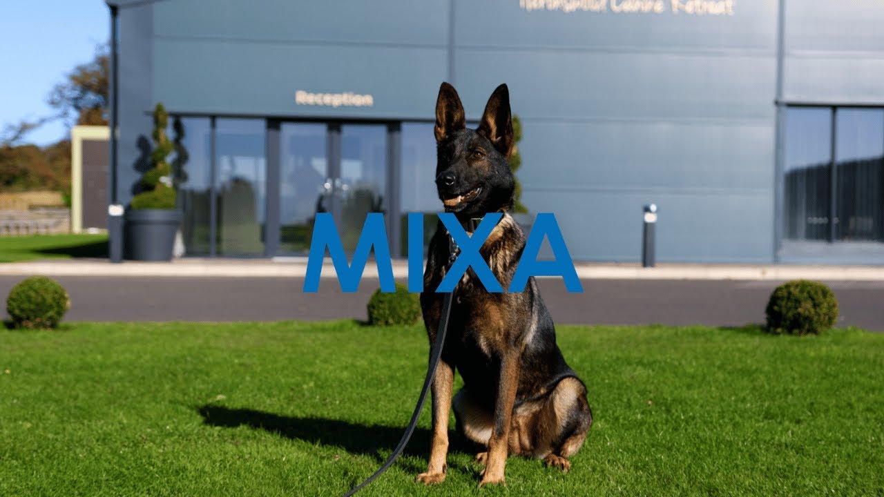 A&T Trained Dogs Mixa