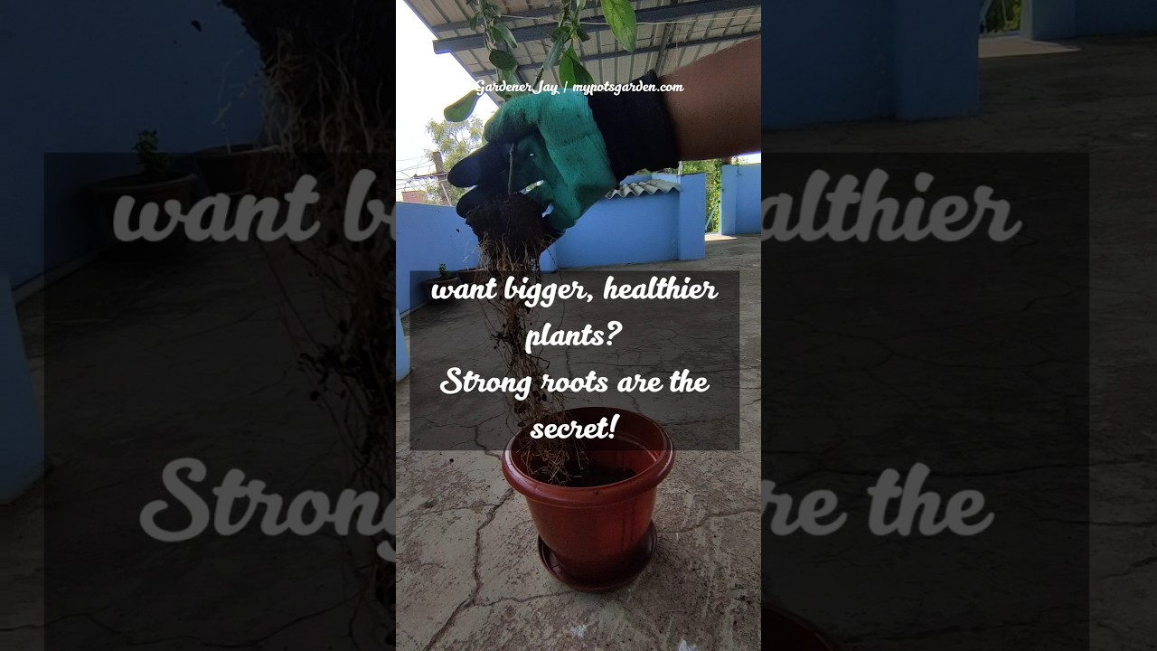 Stronger Roots, Healthier Plants! Try This Trick! #gardeningtips #containergardening #pottedplants