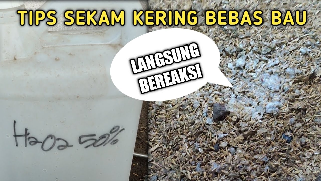 TIPS SEKAM KERING BEBAS BAU | BETERNAK AYAM BROILER