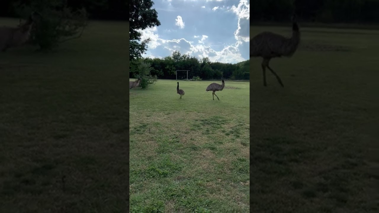 Man Fends Off Pet Emus Charging at Him - 1334827-6