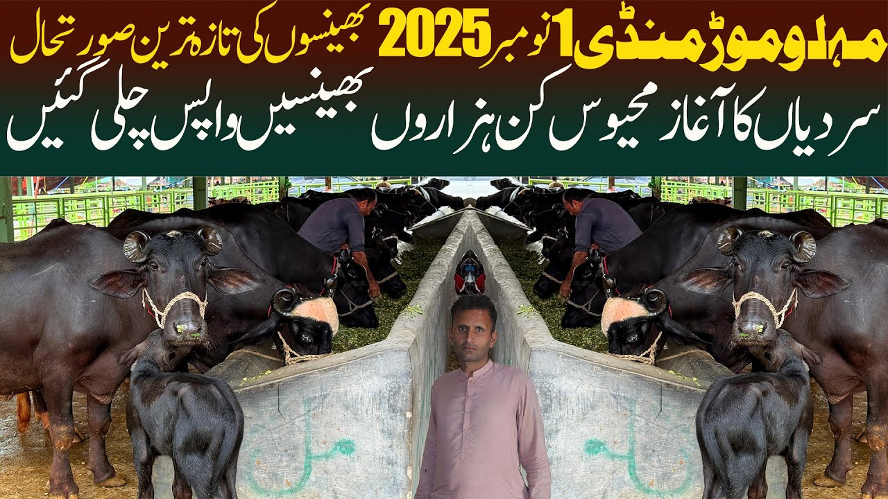 Today Malumor Mandi 1 November 2025 Update | Pakistan Nili Ravi Buffalo Market | Online Janwar Mandi
