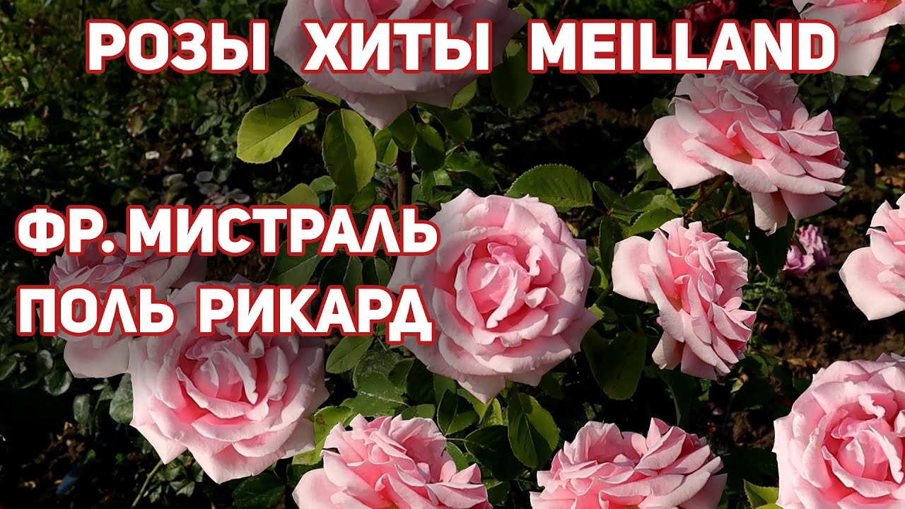 Хиты Meilland - Роза Фредерик Мистраль и Роза Поль Рикард. Rose Paul Ricard, Frederic Mistral.