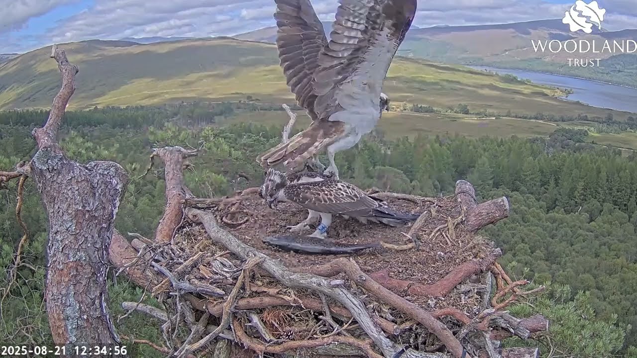 Darach the Loch Arkaig Osprey chick gets a large lively fish from Louis - how many more? 21 Aug 2025