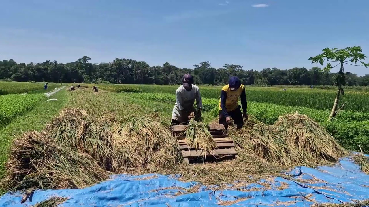 HANDS-ON FARMING MAGIC – GENIUS FARMER THRESHES RICE FAST WITHOUT MACHINES! -agriculture trends