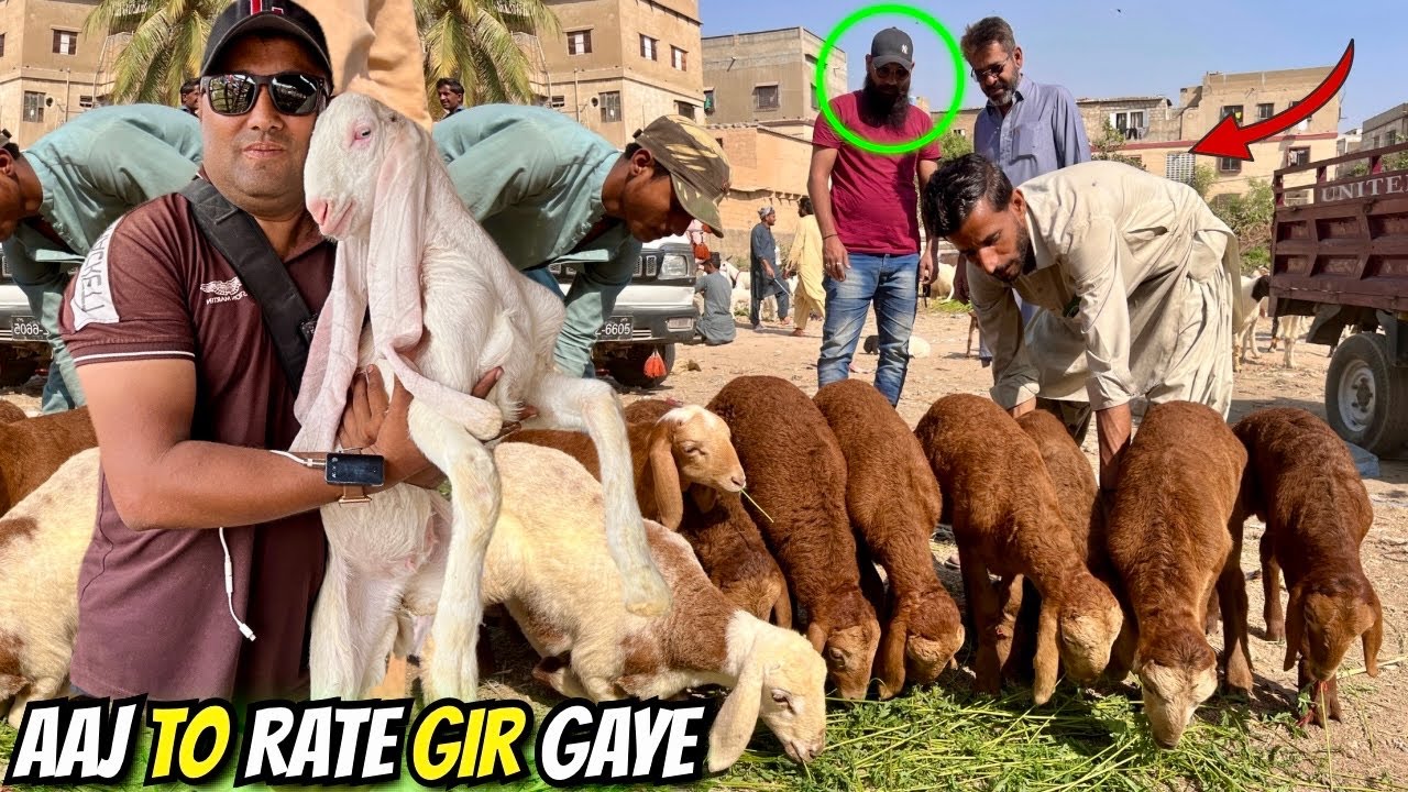 Lalukhet Bakra Mandi Latest Rates 16-11-2025 😱🔥 | Karachi Sunday Bakra Mandi Full Bargaining Video