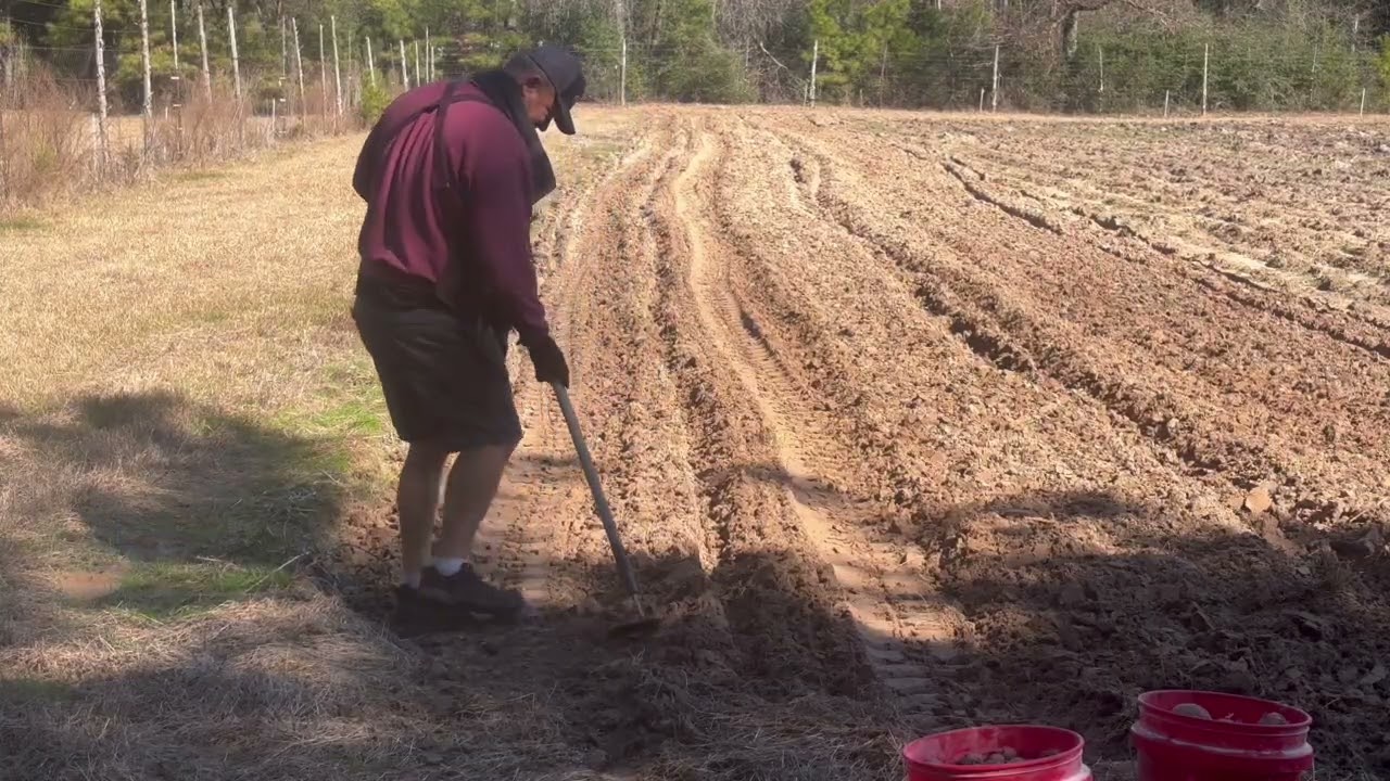 Planting red potatoes 
