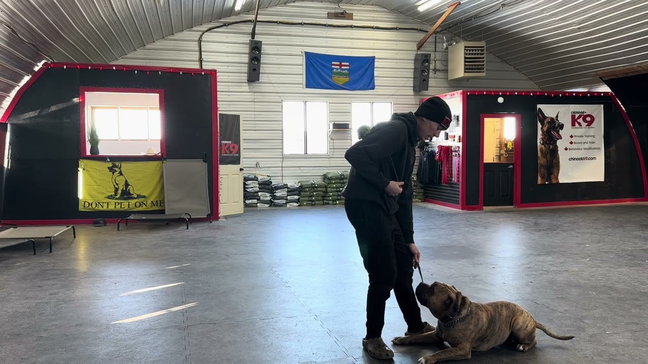 Long Play/Training Session With King