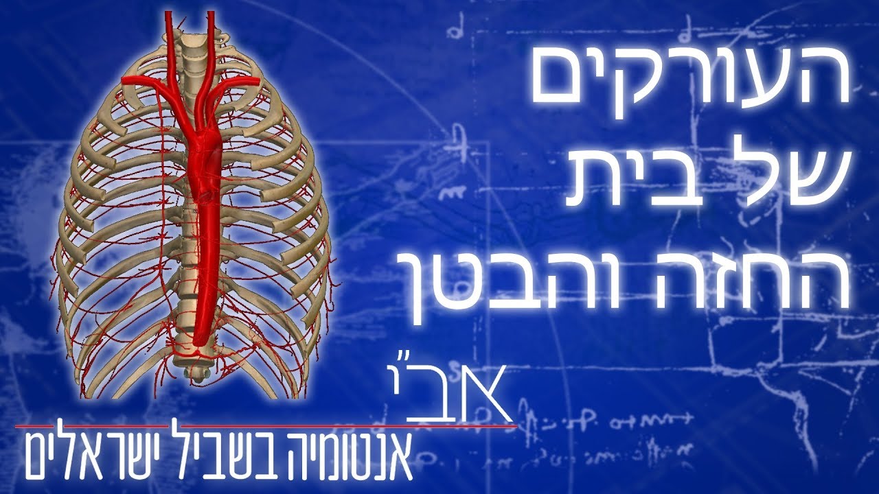הסבר על מהלך העורקים העיקריים בבית החזה ובטן