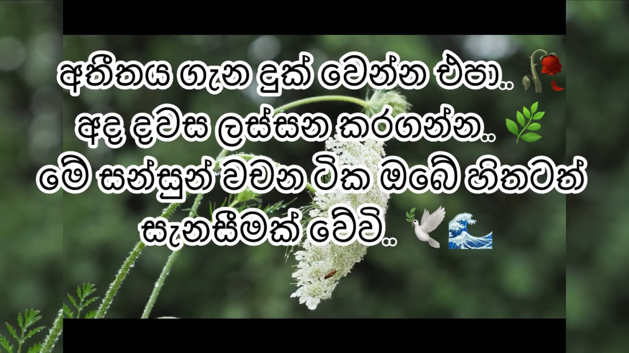 අතීතය මතකයක් පමණයි - ජීවිතය විඳින්න ඉගෙන ගන්න.. ⏳🍃 | The Beauty of Memories ✨🎞️