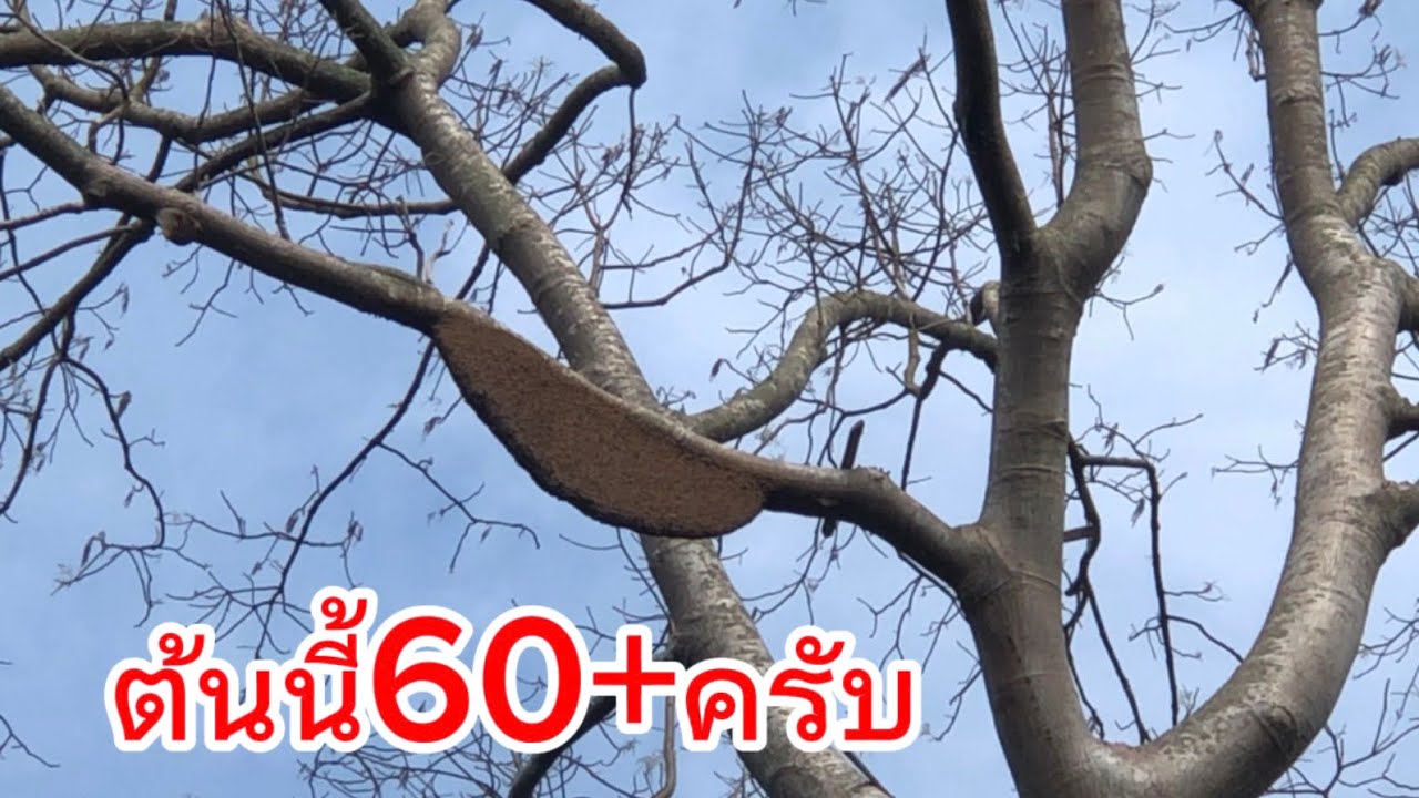 ต้นนี้60+ครับ
