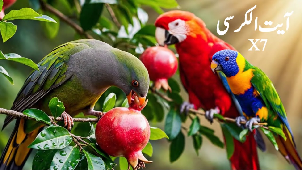 Ayatul Kursi X7 | A Divine Shield of Protection | Episode 2 | Amazing Nature Scenes