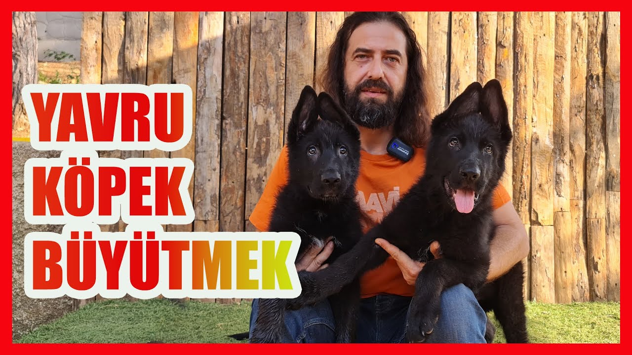 YAVRU KÖPEK NASIL BÜYÜTÜLÜR #almankurdu