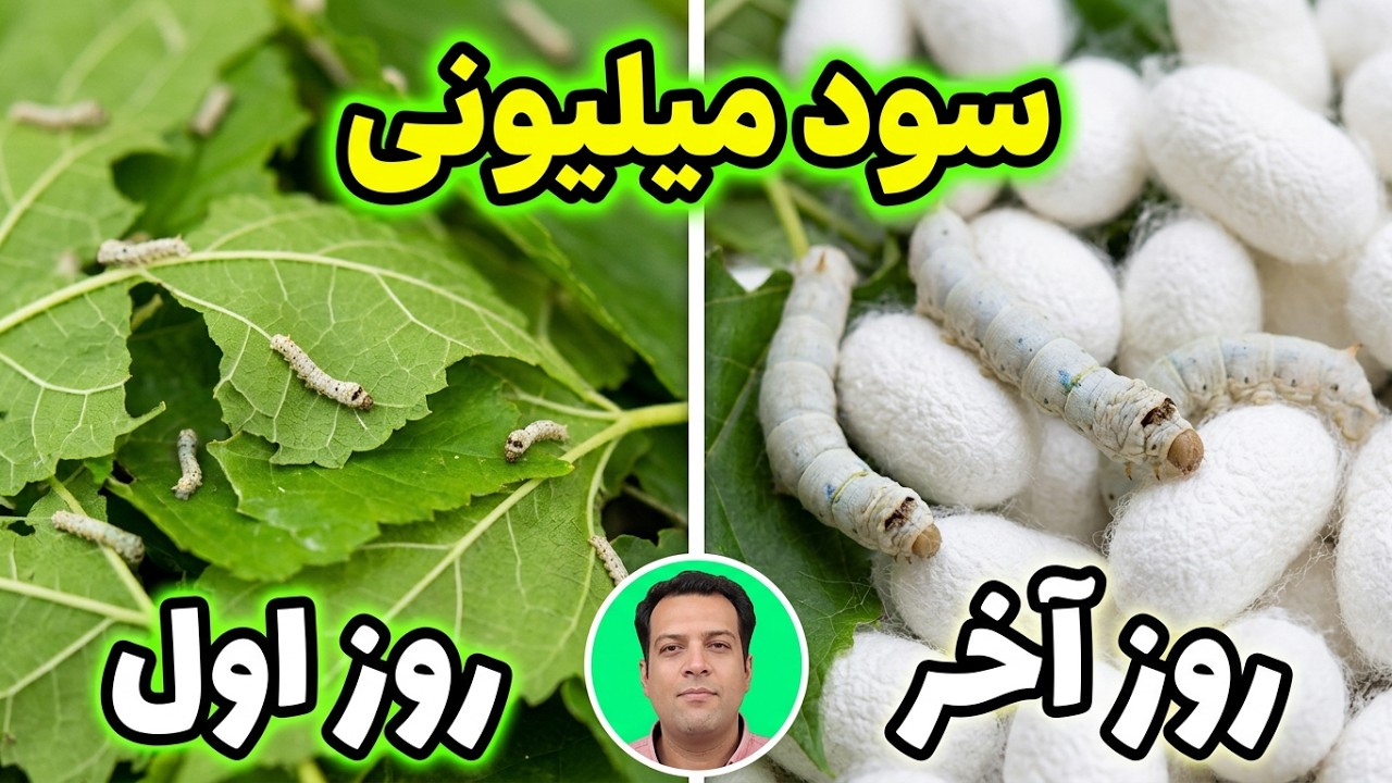 آموزش پرورش کرم ابریشم نوغانداری