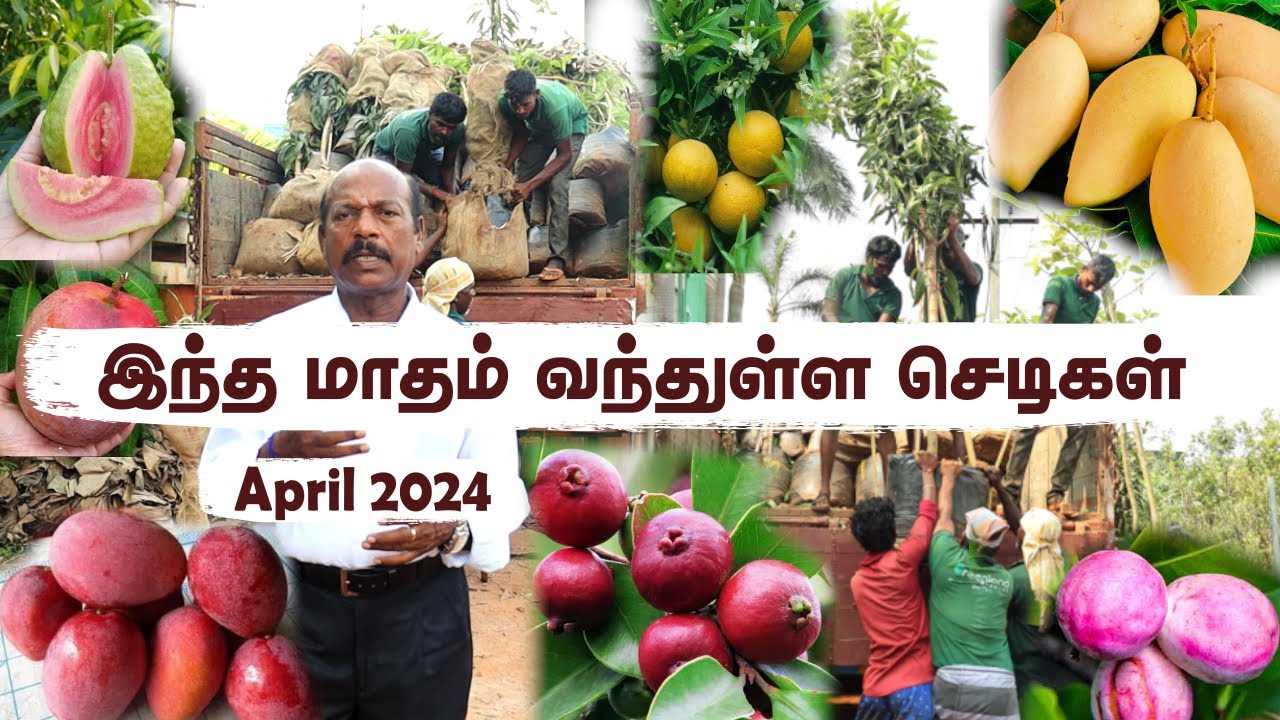 2அடி முதல் 15அடி வரை உயரமுள்ள பழச் செடிகள்| New load of Greenland Nursery's Botanical Extravaganza