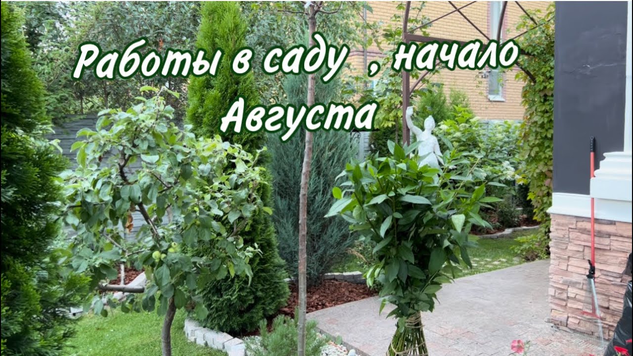 Работы в саду начало августа  , уборка лука 🧅 и малины