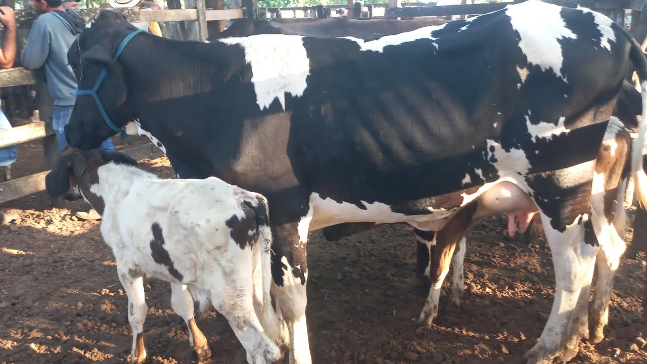 Feira de vaca de leite em canafistula de Frei Damião Alagoas 09/03/26#nordeste