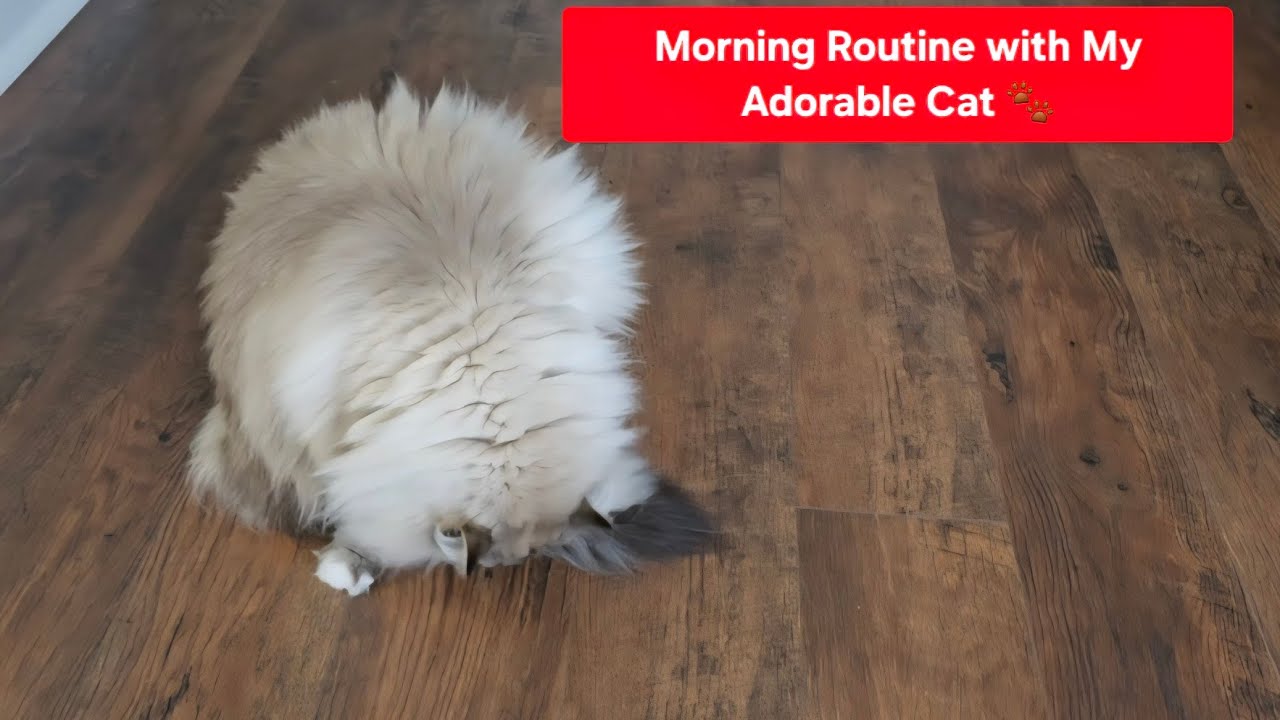 “Morning Routine with My Lovely Cat”