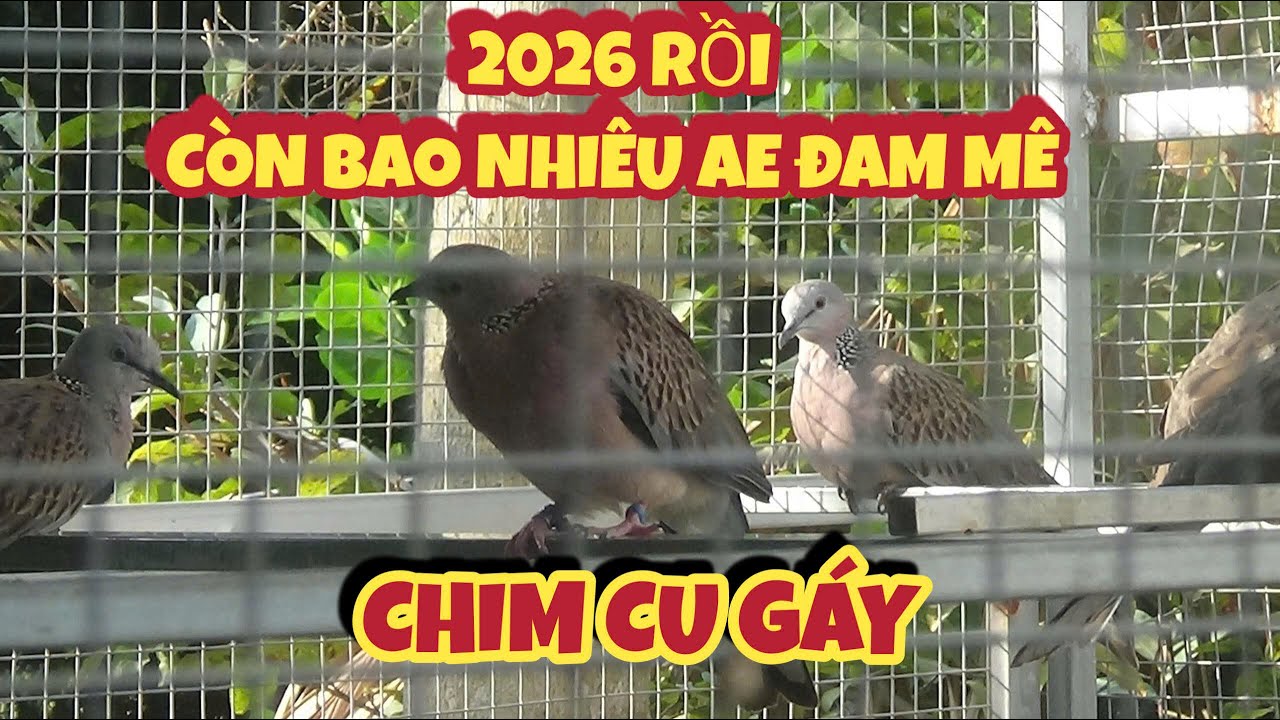 năm 2026 này còn nhiều AE đam mê chim cu gáy không | Góc Nhỏ Quê Tôi