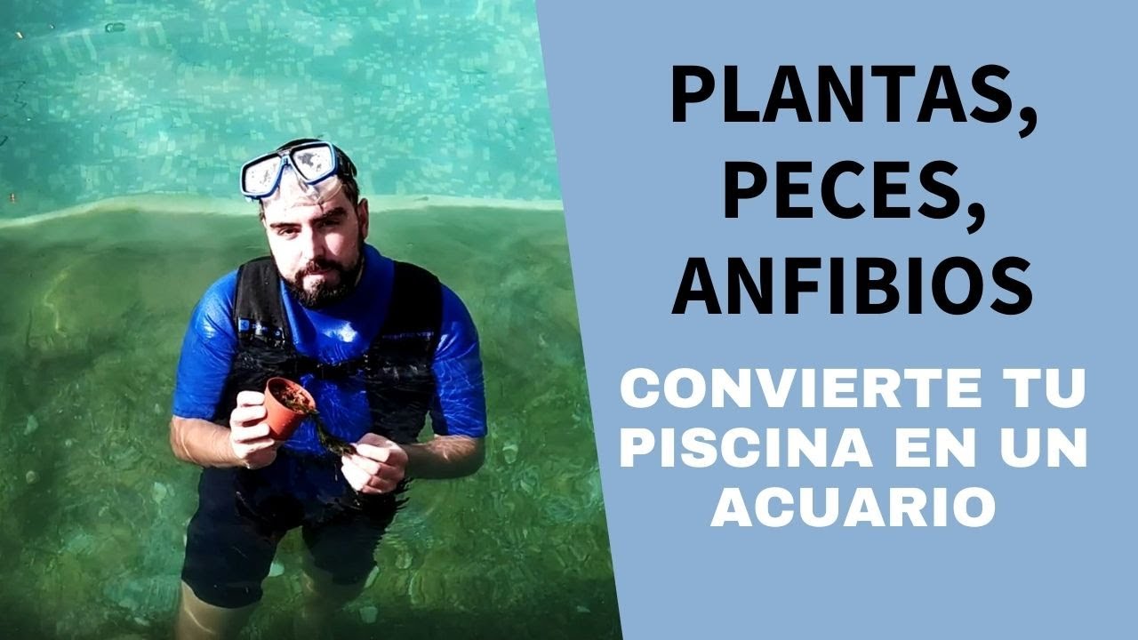 Peces para tu PISCINA NATURAL💦 y otras especies para convertirla en un acuario