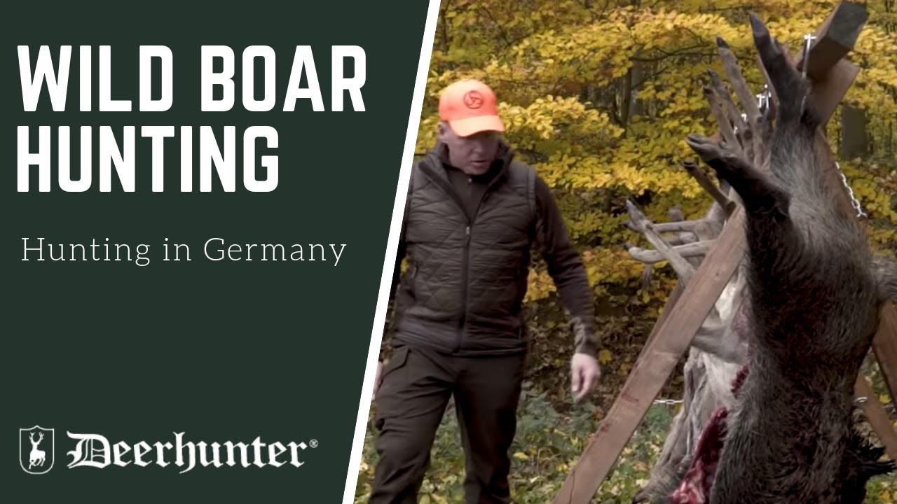 Driven Wild Boar Hunting in Germany