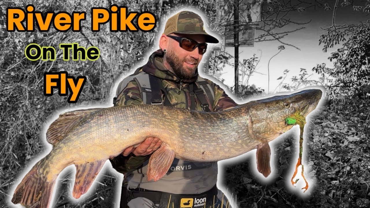 Fly fishing for pike | The mighty river Severn uk 🇬🇧