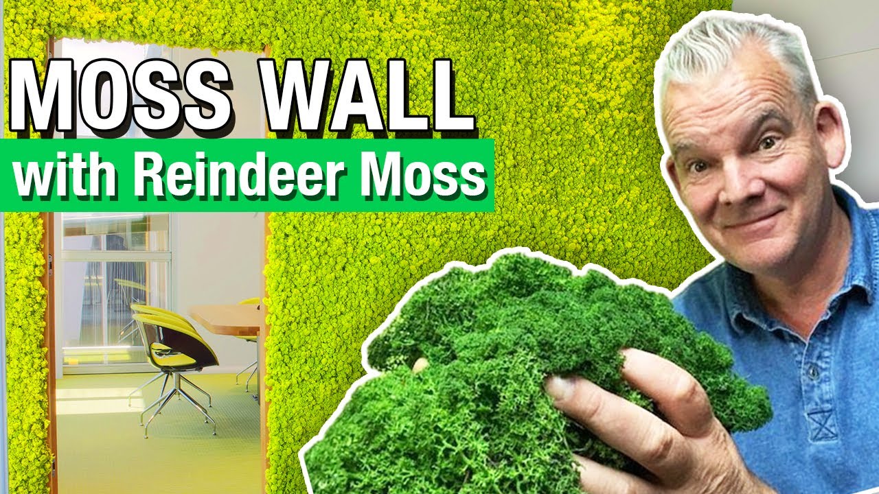 How to Build a Moss Wall With Reindeer Moss